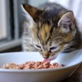 この時期特に気をつけたい！猫の『食中毒』対策５つ