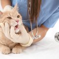 猫が『ご飯を急に食べなくなった』ときは要注意！考えられる5つの原因と対…