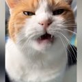 甘えにきた三毛猫→もっと撫でてほしくて…とんでもなく尊い『まさかの行動…