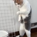 初めて自動給水機を使用した猫が、次の瞬間……あまりにも衝撃的な『まさか…