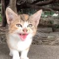 助けを求めるように『何度も何度も鳴いていた子猫』→そっと指を近づけ…