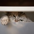 猫の『賢さ』に驚かされるシーン4選　実は結構考えている？知能レベルまで…
