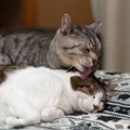 猫は『最初から2匹』で迎えたほうがいい？いずれ多頭飼育したいなら…知っ…