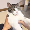 ソファでまったりしていた猫→抱っこして『体を伸ばしてあげる』と…微笑ま…