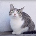 救急車通過で猫ちゃんのスイッチオフ？