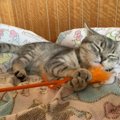 コツはある？猫が飽きない猫じゃらしの遊び方５つ