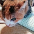 21年前、子猫を連れて現れた野良猫…賑やかな家庭で幸せに♡