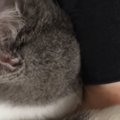 普段はそっけない態度の猫が全力でパパに甘え始めた結果…抱きしめたくなる…