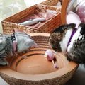 なにで遊んでいるの？意外な物をおもちゃにした子猫♪