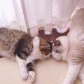 Laylaの１２猫占い【2/24～3/1】のあなたと猫ちゃんの運勢