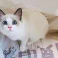 猫に愛される飼い主の７つの共通点