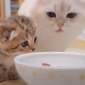 子猫がパパの食べ物を盗もうとした次の瞬間…『まさかの登場』が面白す…