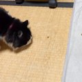 寝るときはケージに入る猫→『誘導の仕方』を見てみると……まさかの光景…
