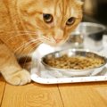 猫の療法食のおすすめ6選！選び方、与え方など