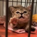 マンチカンの『子猫時代と今』を比べてみた結果…"尊すぎるビフォ…