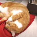 猫ちゃんのスイッチを必ずONにする秘密の布とは♡？