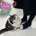 コロコロ気になる～！タイツの毛を取りたいママVS猫ちゃん！