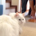普段は無口な元野良猫→帰宅したパパと遊んでいると、思わず…想定外な…