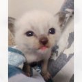 『こんなにも白かった保護子猫』が、７年後…面影がなさすぎる『衝撃ビ…