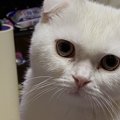 『ため息をつく猫』が考えていること5つ