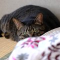猫に絶対してはいけない『間違ったしつけ方』5選　悪影響を及ぼす理由や正…
