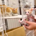 お母さん猫のご飯中、５匹の赤ちゃん猫を“盗んだ”結果…予想もしなかっ…