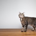 猫が『しっぽで応える』5つの意味　ピーン！やブンブン…口よりもおし…