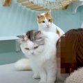 どうしても「猫吸い」したいママさんと断固拒否する猫ちゃん