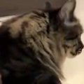 おしりが汚れてしまった猫→『お風呂場』に連れて行った結果…あまりにも賢…