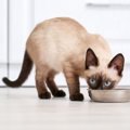 猫の体内では『消化しにくい食べ物』5選　消化不良を起こす理由や表れ…