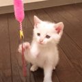 保護子猫とおもちゃで遊んでみたら…まさかの『空振りしまくる猫パンチ…