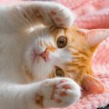 猫は撫でられると嬉しいの？気になる猫の気持ちとサインをご紹介します