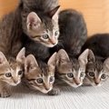 5匹のキジトラ子猫のまえでおもちゃを動かしたら…心奪われる人が続出…