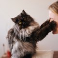 猫愛が深すぎる飼い主がやりがちな『愛猫へのNG行為』4選　愛しているなら…