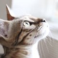 Laylaの１２猫占い 11/11～11/17までのあなたと猫ちゃんの運勢