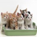 猫を多頭飼いする時のトイレの数と注意点