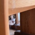 猫が『隠れてご飯を食べている』ときの理由5つ　考えられる心理から食事環…