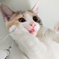 愛猫が『またたび』に反応しない！？上手な使い方４つをご紹介！