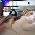 もふもふ♡猫ちゃん型キーボード？！