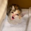 必死に鳴いていた赤ちゃん三毛猫→『口の形』を見ると…まさかの動きが可愛…