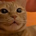 わざと違う名前で呼んでみたら、猫は…あまりにも可愛すぎる『まさかの展開…