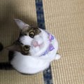 猫が『スキンシップ』を取りたがっているときの仕草や行動５つ