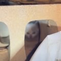 『ゴミ置き場でひとりぼっちだった子猫』を保護して半年が経過したら…&quo…