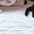 夜勤明け、ベッドの上を見たら『猫たち』が……思わず笑ってしまう瞬間に「…
