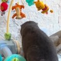 赤ちゃんがいない隙に『ベビーバウンサーに侵入する猫』を発見→撮影し…