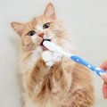 猫の口臭が気になる！臭い原因や改善方法、ケアグッズも紹介