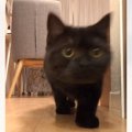 カメラの前まで走ってきた猫→『通り過ぎた』かと思ったら、次の瞬間…まさ…