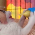 ミルクをもらっている赤ちゃん猫→『耳』を見てみたら…あまりにも『可…