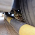 高速道路を走る車にしがみついて30キロ先へ…逃亡猫、奇跡的に無事飼い…