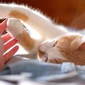 大切な愛猫を亡くした人にしてあげられることは？ペットロスの人に寄…